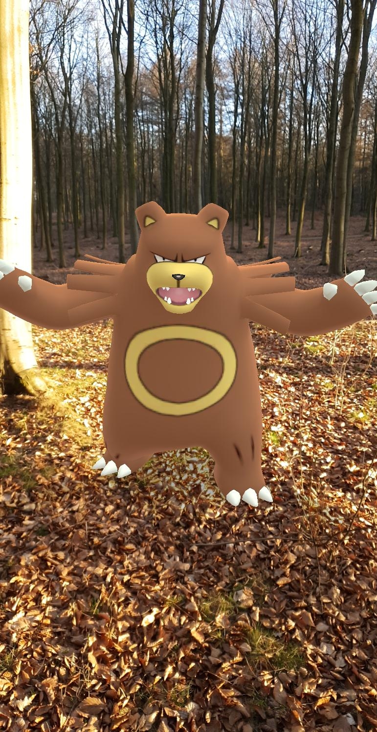 Farlig bjørn i skoven!